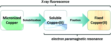 Graphical abstract: Solubilisation and chemical fixation of copper(ii) in micronized copper treated wood