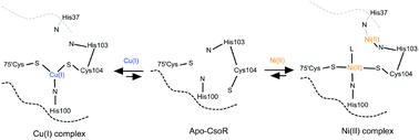 Graphical abstract: Copper and nickel bind via two distinct kinetic mechanisms to a CsoR metalloregulator