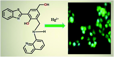 Graphical abstract: A 2-(2′-hydroxyphenyl)benzothiazole (HBT)–quinoline conjugate: a highly specific fluorescent probe for Hg2+ based on ESIPT and its application in bioimaging