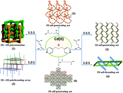 Graphical abstract: Tuning different kinds of entangled metal–organic frameworks by modifying the spacer group of aliphatic dicarboxylate ligands and the reactant ratio