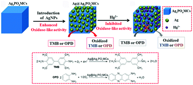 Graphical abstract: Oxidase-like mimic of Ag@Ag3PO4 microcubes as a smart probe for ultrasensitive and selective Hg2+ detection