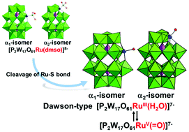Graphical abstract: Preparation of α1- and α2-isomers of mono-Ru-substituted Dawson-type phosphotungstates with an aqua ligand and comparison of their redox potentials, catalytic activities, and thermal stabilities with Keggin-type derivatives