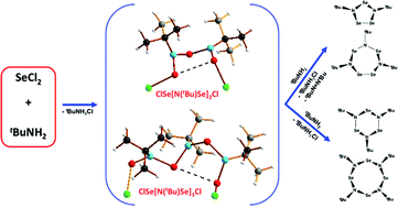 Graphical abstract: The role of imidoselenium(ii) chlorides in the formation of cyclic selenium imides via cyclocondensation