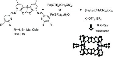 Graphical abstract: Novel iminopyridine derivatives: ligands for preparation of Fe(ii) and Cu(ii) dinuclear complexes