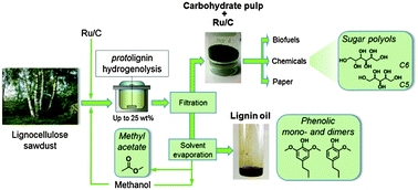 Graphical abstract: Reductive lignocellulose fractionation into soluble lignin-derived phenolic monomers and dimers and processable carbohydrate pulps