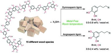 Graphical abstract: Convergent reductive depolymerization of wood lignin to isolated phenol derivatives by metal-free catalytic hydrosilylation