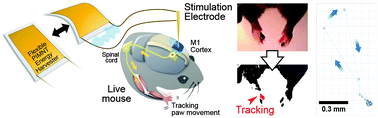 Graphical abstract: Self-powered deep brain stimulation via a flexible PIMNT energy harvester