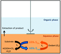 Graphical abstract: Biomass oxidation to formic acid in aqueous media using polyoxometalate catalysts – boosting FA selectivity by in-situ extraction