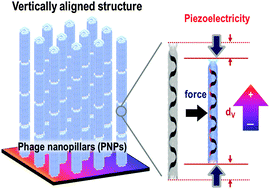 Graphical abstract: Bioinspired piezoelectric nanogenerators based on vertically aligned phage nanopillars