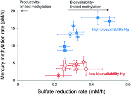 Graphical abstract: Relative contributions of mercury bioavailability and microbial growth rate on net methylmercury production by anaerobic mixed cultures