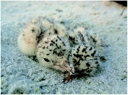 Graphical abstract: Exposure to mercury and Aroclor 1268 congeners in least terns (Sternula antillarum) in coastal Georgia, USA