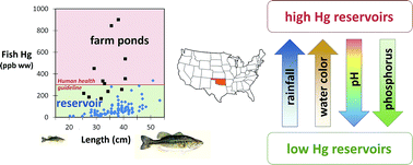 Graphical abstract: Key contributors to variations in fish mercury within and among freshwater reservoirs in Oklahoma, USA