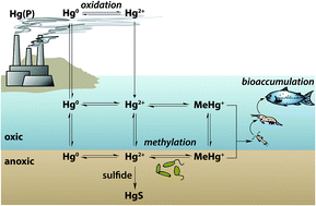 Graphical abstract: Research highlights: elucidation of biogeochemical factors influencing methylmercury production