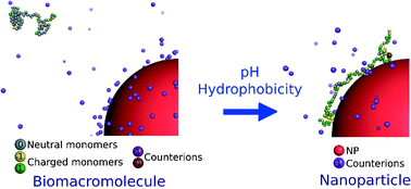 Graphical abstract: Modelling the interaction processes between nanoparticles and biomacromolecules of variable hydrophobicity: Monte Carlo simulations