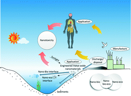Graphical abstract: Toxicity of engineered metal oxide nanomaterials mediated by nano–bio–eco–interactions: a review and perspective
