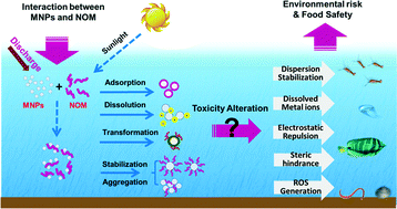 Graphical abstract: Environmental processes and toxicity of metallic nanoparticles in aquatic systems as affected by natural organic matter