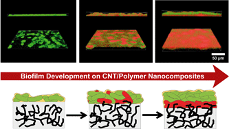 Graphical abstract: Biofilm development on carbon nanotube/polymer nanocomposites