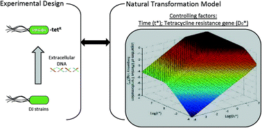 Graphical abstract: A kinetic model of gene transfer via natural transformation of Azotobacter vinelandii
