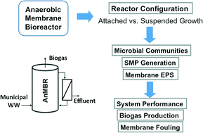 Graphical abstract: Differences in microbial communities and performance between suspended and attached growth anaerobic membrane bioreactors treating synthetic municipal wastewater