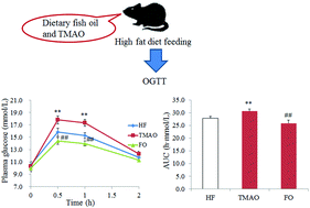 Graphical abstract: Fish oil ameliorates trimethylamine N-oxide-exacerbated glucose intolerance in high-fat diet-fed mice