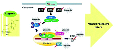 Graphical abstract: Neuroprotective effect of loganin against Aβ25–35-induced injury via the NF-κB-dependent signaling pathway in PC12 cells