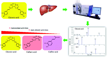 Graphical abstract: Metabolism of chicoric acid by rat liver microsomes and bioactivity comparisons of chicoric acid and its metabolites