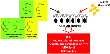 Graphical abstract: Hydroxytyrosol and tyrosol sulfate metabolites protect against the oxidized cholesterol pro-oxidant effect in Caco-2 human enterocyte-like cells