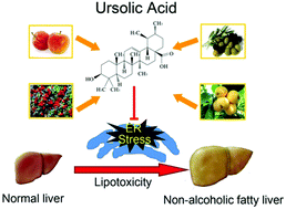 Graphical abstract: Ursolic acid inhibits the development of nonalcoholic fatty liver disease by attenuating endoplasmic reticulum stress
