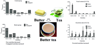 Graphical abstract: The effects of co-administration of butter on the absorption, metabolism and excretion of catechins in rats after oral administration of tea polyphenols