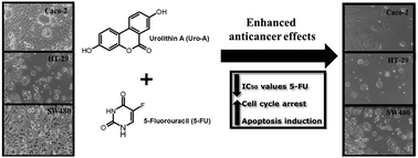 Graphical abstract: The ellagic acid-derived gut microbiota metabolite, urolithin A, potentiates the anticancer effects of 5-fluorouracil chemotherapy on human colon cancer cells
