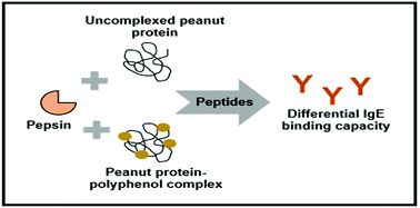 Graphical abstract: Stability and immunogenicity of hypoallergenic peanut protein–polyphenol complexes during in vitro pepsin digestion