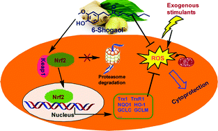 Graphical abstract: Activation of Nrf2 target enzymes conferring protection against oxidative stress in PC12 cells by ginger principal constituent 6-shogaol
