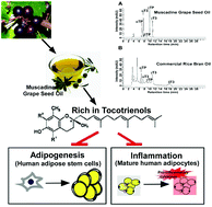 Graphical abstract: Muscadine grape seed oil as a novel source of tocotrienols to reduce adipogenesis and adipocyte inflammation