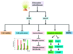 Graphical abstract: Bioactive compounds of Eriocaulon sieboldianum blocking proliferation and inducing apoptosis of HepG2 cells might be involved in Aurora kinase inhibition