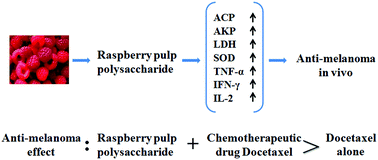 Graphical abstract: Raspberry pulp polysaccharides inhibit tumor growth via immunopotentiation and enhance docetaxel chemotherapy against malignant melanoma in vivo