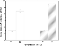 Graphical abstract: Solid-state fermentation of whole oats to yield a synbiotic food rich in lactic acid bacteria and prebiotics