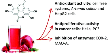 Graphical abstract: Bioactive properties of commercialised pomegranate (Punica granatum) juice: antioxidant, antiproliferative and enzyme inhibiting activities