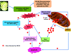 Graphical abstract: Amelioration of apoptotic events in the skeletal muscle of intra-nigrally rotenone-infused Parkinsonian rats by Morinda citrifolia – up-regulation of Bcl-2 and blockage of cytochrome c release