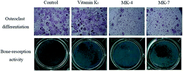 Graphical abstract: The inhibitory effect of vitamin K on RANKL-induced osteoclast differentiation and bone resorption