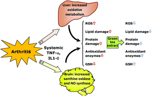 Graphical abstract: Green tea extract improves the oxidative state of the liver and brain in rats with adjuvant-induced arthritis