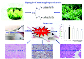 Graphical abstract: Selenium-containing polysaccharides from Ziyang green tea ameliorate high-fructose diet induced insulin resistance and hepatic oxidative stress in mice
