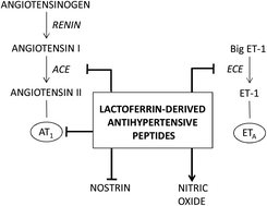 Graphical abstract: Unraveling the mechanisms of action of lactoferrin-derived antihypertensive peptides: ACE inhibition and beyond