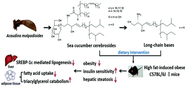 Graphical abstract: Sea cucumber cerebrosides and long-chain bases from Acaudina molpadioides protect against high fat diet-induced metabolic disorders in mice