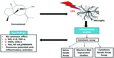 Graphical abstract: Curcumenol isolated from Curcuma zedoaria suppresses Akt-mediated NF-κB activation and p38 MAPK signaling pathway in LPS-stimulated BV-2 microglial cells