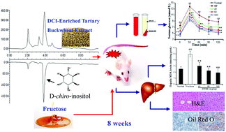 Graphical abstract: Hypoglycemic and hepatoprotective effects of d-chiro-inositol-enriched tartary buckwheat extract in high fructose-fed mice