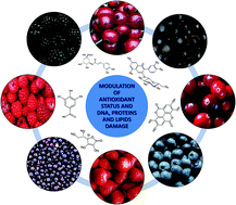Graphical abstract: Berries and oxidative stress markers: an overview of human intervention studies