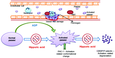 Graphical abstract: The ex vivo antiplatelet activation potential of fruit phenolic metabolite hippuric acid