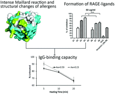 Graphical abstract: The decrease in the IgG-binding capacity of intensively dry heated whey proteins is associated with intense Maillard reaction, structural changes of the proteins and formation of RAGE-ligands