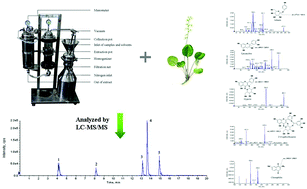 Graphical abstract: An effective homogenate-assisted negative pressure cavitation extraction for the determination of phenolic compounds in pyrola by LC-MS/MS and the evaluation of its antioxidant activity