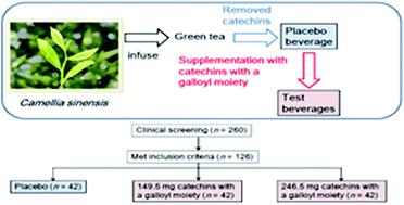 Graphical abstract: Green tea beverages enriched with catechins with a galloyl moiety reduce body fat in moderately obese adults: a randomized double-blind placebo-controlled trial